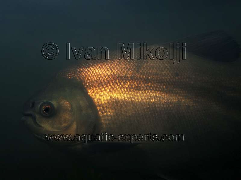 cachama en venezuela